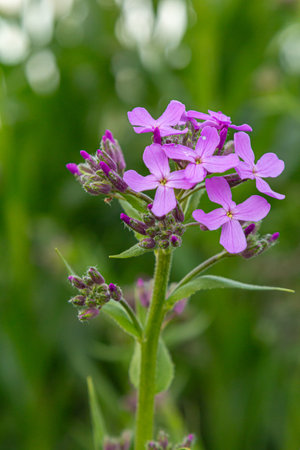 Fragrant clusters of Hesperis matronalis commonly known as Dame's Rocket flourish in a vibrant...