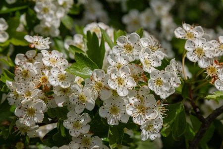Clusters of white flowers adorn a common hawthorn shrub thriving in a scenic setting during early spring showing nature's beauty in full bloom.の写真素材