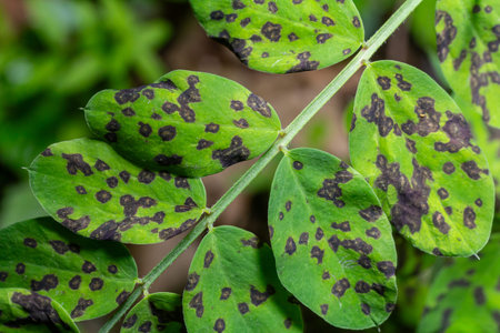 Leaves show signs of damage from Ascochytosis with characteristic dark spots and lesions caused by the Ascochyta fungus highlighting a significant plant health concern.の写真素材