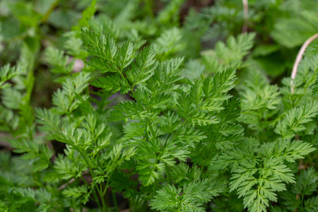 Lush green leaves of cow parsley showcase intricate foliage in a wild area highlighting the beauty...