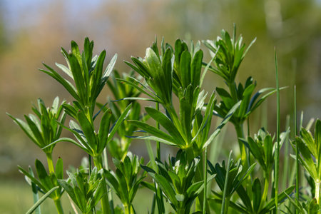 Cleavers characterized by its sticky leaves grows abundantly in a vibrant meadow showcasing its lush...
