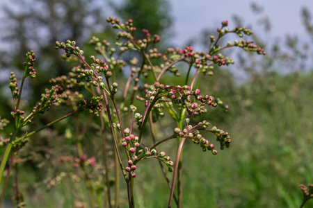 Filipendula vulgaris thrives in a vibrant grassy environment under clear skies showcasing its unique...