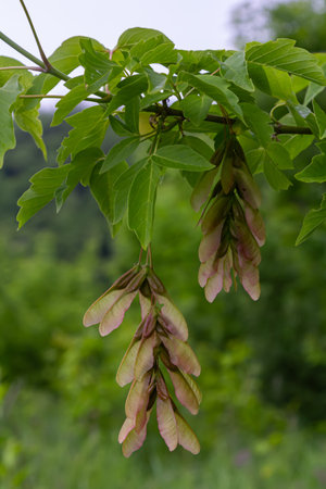 Clustered winged seeds of Box Elder dangle from vibrant green leaves illustrating the beauty of...