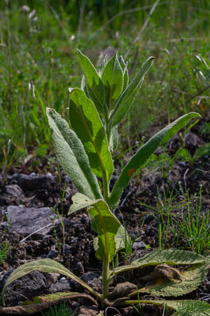 Common mullein plants thrive in a vibrant green field displaying their large soft leaves against a...