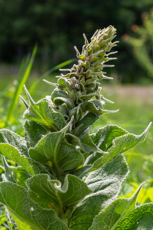 Tall flowering spike of common mullein rises above thick soft leaves vibrant green field capturing the beauty of nature during a sunny late spring day.の写真素材
