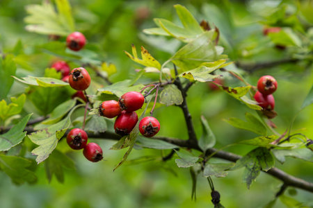 Crataegus monogyna displays clusters of red fruits among green leaves on a thorny shrub in a lush...