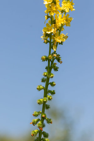A tall agrimony plant features bright yellow flower spikes reaching upward. The plant grows with...