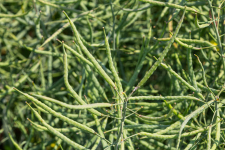 Slender green rapeseed pods dangle from tall plants in a vibrant field showing healthy agricultural...