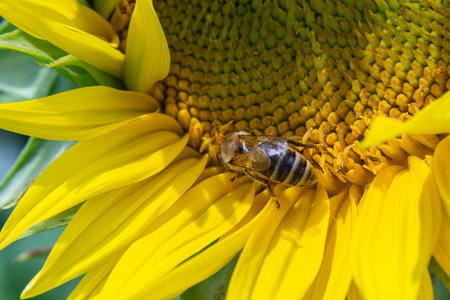 Golden sunflowers bloom vibrantly in a summer field while a bee collects nectar showcasing the...