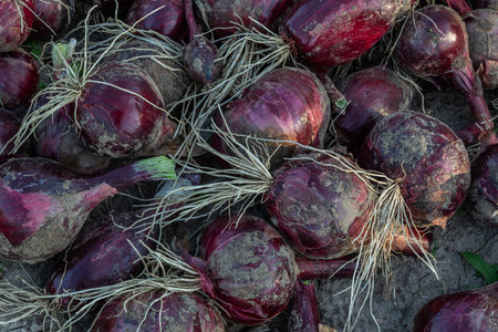 Fresh red onions are gathered from the ground displaying their vibrant color and distinct roots. The...