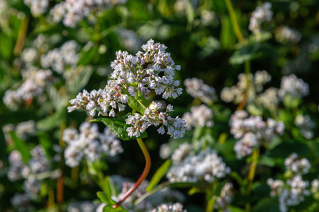 Clusters of small white flowers of buckwheat thrive field surrounded by lush green leaves showing...