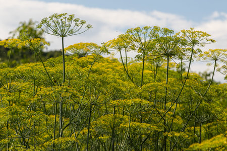 Vibrant dill plants grow tall in a sunny field their yellow flowers blooming under clear blue skies....