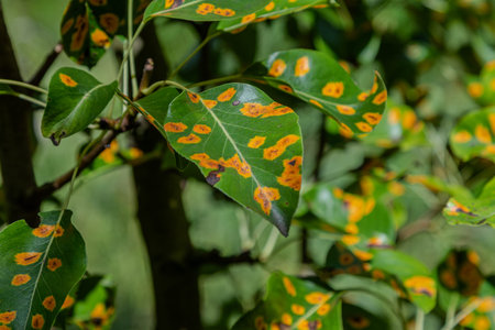Leaves of a pear tree are visibly affected by pear rust showcasing orange spots caused by the fungal...