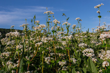 Blooming buckwheat plants fill a vibrant rural field showcasing clusters of white flowers against a...