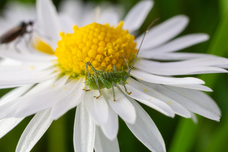 A young Speckled Bush-cricket nymph is perched delicately on a blooming daisy surrounded by vibrant green foliage in a spring garden.の写真素材