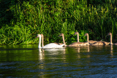 A family of swans glides smoothly along a calm river, reflecting the clear blue sky and vibrant green foliage nearby under the warm afternoon light.の写真素材