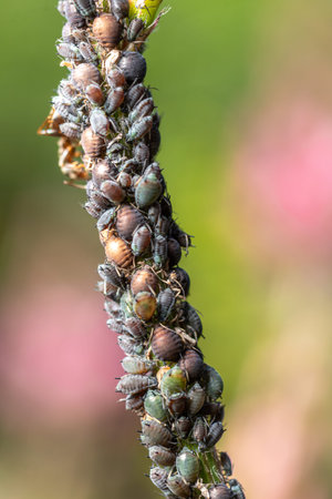 cluster of aphids is actively feeding on a green plant stem under sunlight showing their small...