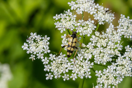Four-banded longhorn beetle Leptura quadrifasciata rests on delicate white flowers showing its striking yellow and black stripes in a lush green setting.の写真素材