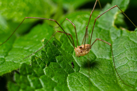 Rilaena triangularis commonly known as a harvestman rests on vibrant leaves displaying its elongated...