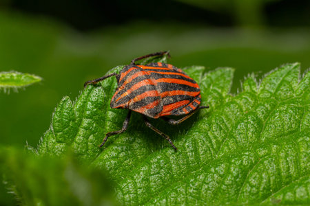 This brightly colored striped shield bug is perched on vibrant green leaves showing its distinctive...