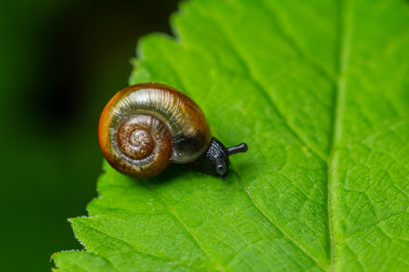 Small brown spiral shell snail moves across a green leaf in a natural setting during daylight.