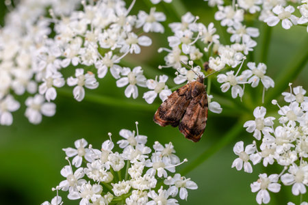 A Tortricidae moth featuring intricate brown markings rests on clusters of small white flowers in a vibrant garden during daylight showing nature's beauty.の写真素材
