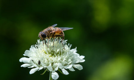A bee is busy collecting nectar from a delicate white flower while surrounded by vibrant greenery...