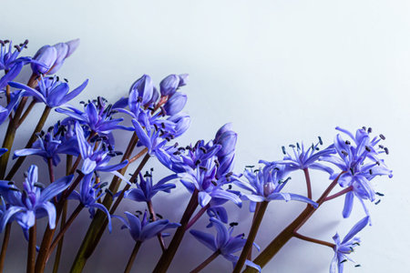 Flower design - floral border made of Scilla bifolia two-leaf squill or alpine squill isolated on...