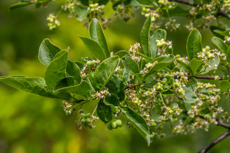 Flowering European spindle tree, Euonymus europaeus, flowering plant.