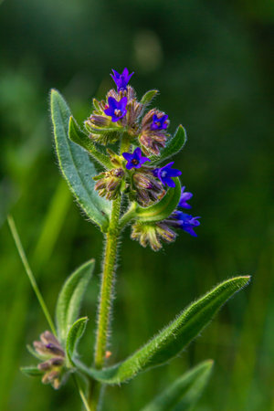 Anchusa officinalis, commonly known as the common bugloss or alkanet with green background.