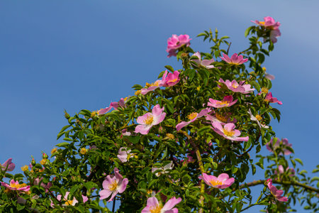 Dog rose, Rosa canina, is an important medicinal plant with pink or white flowers and is used in...