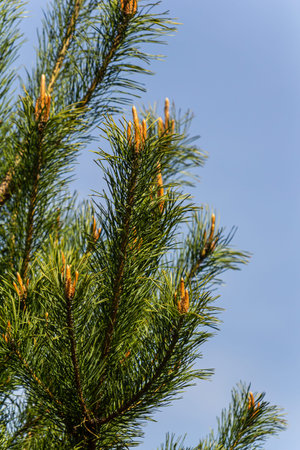 Selective focus of detail of ovoid and orange shoots of Pinus pinea and green needles with blurred...