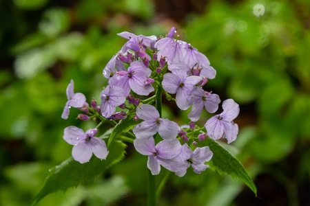 In spring, Lunaria rediviva blooms in the wild in the forest.