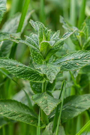 Moroccan mint leaf Latin name Mentha spicata, Moroccan.