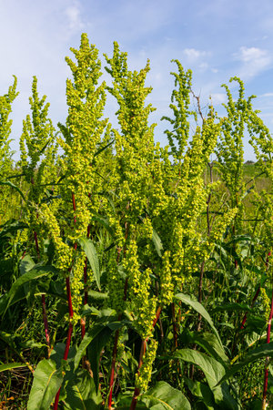 Part of a sorrel bush Rumex confertus growing in the wild with dry seeds on the stem.