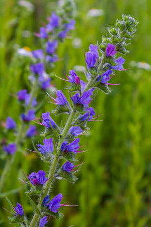 The Echium vulgare flower is a species of herbaceous plant, family Boraginaceae.