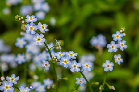 Water forget-me-not Myosotis scorpioides Myosotis palustris Myosotis flower tender flowers...