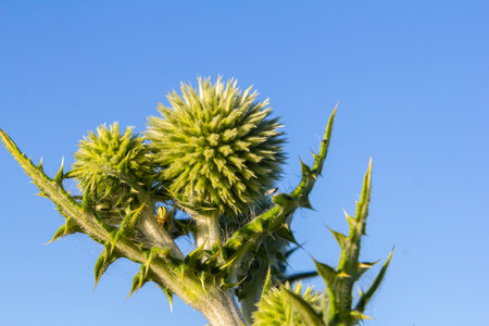 In the wild, the honey plant echinops sphaerocephalus blooms.