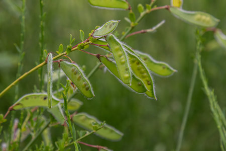 Green seed pods of Scotch Broom dangle from a woody branch showcasing their fuzzy texture against a vibrant green backdrop on a sunny day.