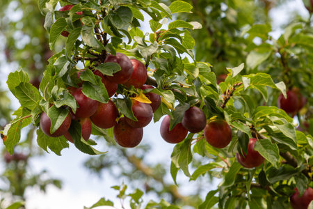 Branches cherry plum tree showcase clusters of ripe round fruit with rich red hue surrounded by lush green leaves against clear blue sky sunny day.