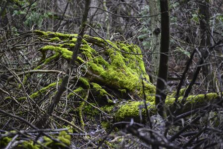 Green moss in dark woodの写真素材