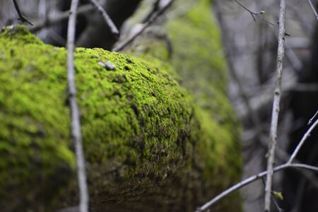 Green moss ontree branchの写真素材