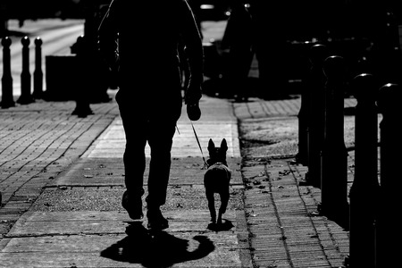 Walking with dog down the streetの写真素材