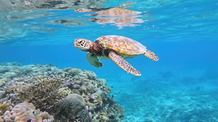 Green sea turtle swimming in the clear blue water of the coral reefの素材