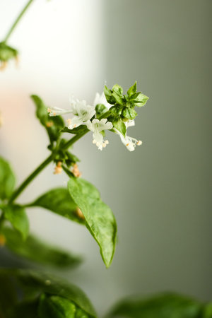 This image captures a detailed close-up of a basil plant in full bloom, showcasing its elegant white flowers and vibrant green leaves. The plant's intricate details are highlighted, revealing the delicate structure of the blossoms and the fresh texture of the foliage. The composition focuses on the plant's natural beauty, emphasizing its fresh, aromatic appeal and showcasing its inherent elegance. Perfect for illustrating culinary herbs, organic gardening, or natural beauty, the image is well-lit and sharply focused, ensuring a professional quality that meets the standards of stock photography. The basil plant, known for its aromatic leaves and culinary versatility, is presented in its full glory, making it an excellent choice for a variety of projects. This close-up view allows viewers to appreciate the finer details of the plant, from the delicate petals of the flowers to the intricate veins of the leaves. The image conveys a sense of freshness and natural beauty, making it ideal for use in food-related publications, gardening guides, or health and wellness materials. Its focus on detail and quality ensures that it will stand out in any context, adding a touch of natural elegance to the project. This photograph is a great addition to collections focusing on herbs, plants, nature, and culinary elements.の写真素材