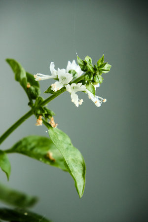 This close-up shot captures the delicate beauty of a basil plant in bloom. The vertical composition draws the viewer's eye along the stem, showcasing the vibrant green leaves and the pristine white flowers in exquisite detail. The muted background helps to emphasize the plant's natural textures and colors, creating a serene and visually appealing image. The intricate details of the flowers are highlighted, revealing their unique structure and delicate petals. The overall effect is both calming and captivating, making it an excellent choice for a variety of creative projects. This image would be ideal for use in botanical illustrations, culinary publications, or nature-themed designs. The high-resolution capture ensures that every detail is crisp and clear, allowing for a wide range of applications. The natural light enhances the organic feel of the image, creating a sense of authenticity and freshness. Whether you're looking to add a touch of natural beauty to your website, create eye-catching marketing materials, or simply appreciate the intricate details of the plant world, this image is sure to deliver. It would also be a great addition to educational materials, helping students to learn about the different parts of a plant and the process of blooming. The composition is well-balanced, with the plant taking center stage and the background providing a subtle backdrop that doesn't distract from the main subject. The image is versatile and can be used inの写真素材