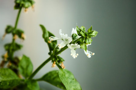 This macro close-up shot highlights the delicate beauty of a basil flower in full bloom. The intricate details and pristine white petals contrast beautifully with the surrounding green foliage, creating a serene and natural aesthetic. The soft, muted background enhances the flower's delicate features, drawing the viewer's attention to its simple elegance and charm. This image captures nature's subtle beauty, offering a peaceful and calming visual experience. Ideal for projects requiring a touch of natural serenity and botanical detail. The shot emphasizes the flower's textures and minute structures, revealing the complexity and artistry inherent in nature's designs. Perfect for use in botanical studies, wellness campaigns, or any project that seeks to evoke a sense of calm and natural beauty. The basil flower, often overlooked, is presented here in a way that celebrates its quiet magnificence, showcasing its role in the larger ecosystem and highlighting the interconnectedness of nature. This image is a testament to the beauty that can be found in the simplest of things, encouraging viewers to appreciate the small wonders that surround us every day. The contrast between the delicate white petals and the vibrant green leaves adds depth and visual interest, making it a compelling and engaging image for a variety of applications. The composition is carefully balanced, ensuring that the flower remains the focal point while still providing context through theの写真素材