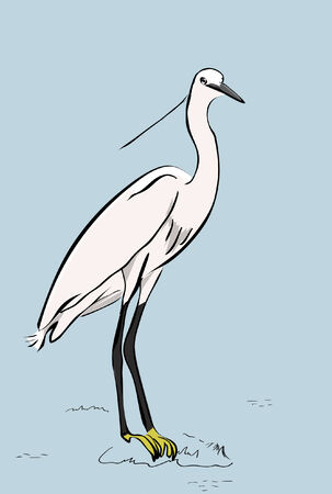 White heronのイラスト素材