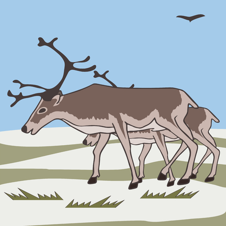 pair reindeers at tundra background, vector cartoon illustration of caribouのイラスト素材