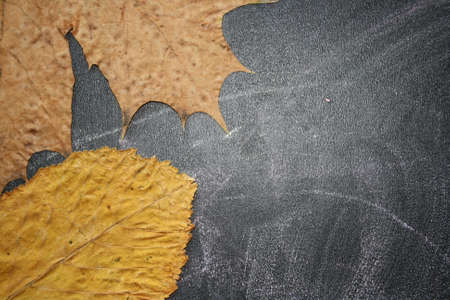 three autumn leaves on blackboard background
